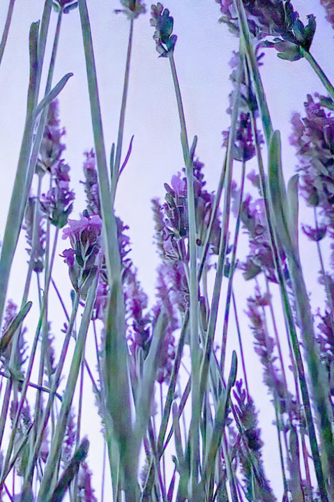 Chill Hour Brume d’oreiller apaisante à la lavande 45ml