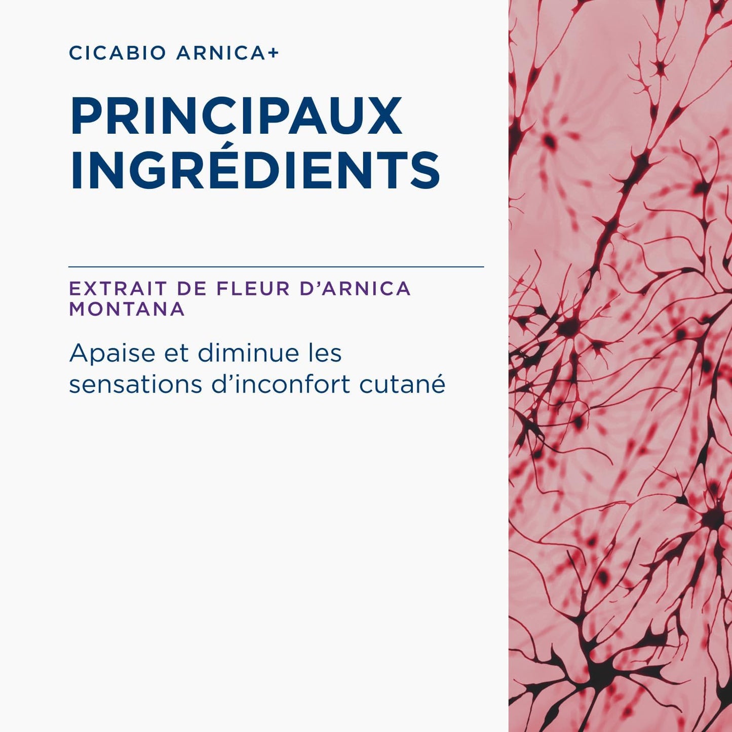 BIODERMA Cicabio Arnica+ Crème pour peau irritée et abîmée - Le soin SOS qui résorbe et décongestionne, idéal contre les chocs, bosses et écorchures - Pour toute la famille - Tube 40 ml